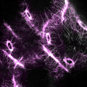 Immunofluorescence image of a Drosophila egg chamber labeled with DSHB antibody 5G2 anti-enabled (magenta). Image credit: József Mihály, PMID: 41662444, Fig. 2E.